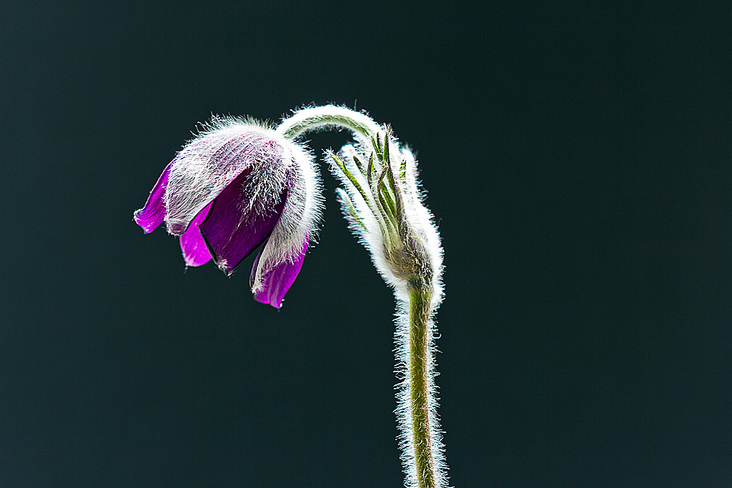 Fiori e riflessi di luce.